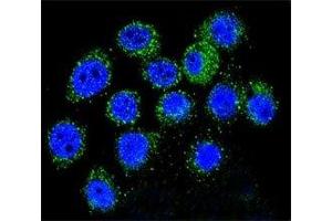 Confocal immunofluorescent analysis of IGF1 antibody with A549 cells followed by Alexa Fluor 488-conjugated goat anti-rabbit lgG (green). (IGF1 Antikörper  (AA 115-144))