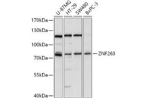 Western blot analysis of extracts of various cell lines, using ZNF263 antibody (ABIN7271472) at 1:1000 dilution. (ZNF263 Antikörper  (AA 120-240))