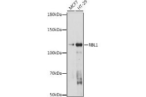 Western blot analysis of extracts of various cell lines, using RBL1 antibody (ABIN7269942) at 1:1000 dilution. (p107 Antikörper  (AA 100-200))
