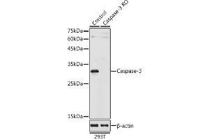 Western blot analysis of extracts from normal (control) and Caspase-3 knockout (KO) 293T cells, using Caspase-3 antibody (ABIN6131583, ABIN6137963, ABIN6137965 and ABIN6215516) at 1:1000 dilution. (Caspase 3 Antikörper  (AA 55-160))