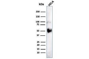 Western Blot Analysis of HeLa cell lysate using FOXA1 Mouse Monoclonal Antibody (FOXA1/1241). (FOXA1 Antikörper  (AA 372-472))