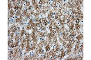 Image no. 4 for anti-Aryl Hydrocarbon Receptor Nuclear Translocator (ARNT) antibody (ABIN1496729) (ARNT Antikörper)