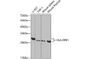 Western blot analysis of extracts of various cell lines using HLA-DPB1 Polyclonal Antibody at dilution of 1:1000.