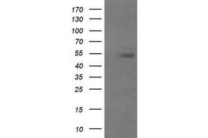 Image no. 2 for anti-Mdm4-binding Protein (MDM4) antibody (ABIN1499350) (MDM4-binding Protein Antikörper)