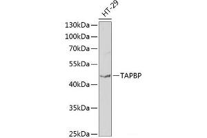 Western blot analysis of extracts of HT-29 cells using TAPBP Polyclonal Antibody at dilution of 1:1000. (TAPBP Antikörper)
