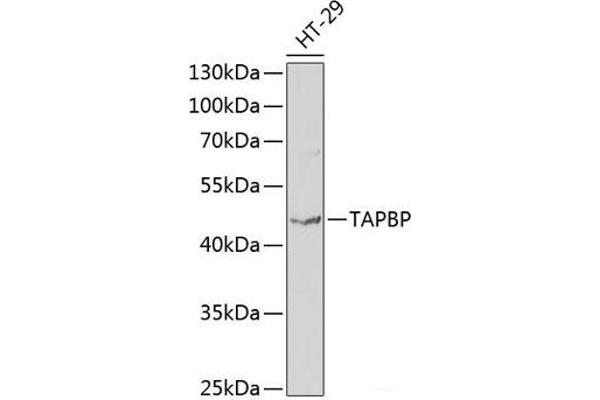 TAPBP Antikörper