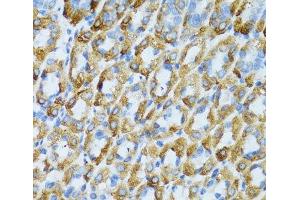 Immunohistochemistry of paraffin-embedded Mouse stomach using PSRC1 Polyclonal Antibody at dilution of 1:100 (40x lens). (PSRC1 Antikörper)