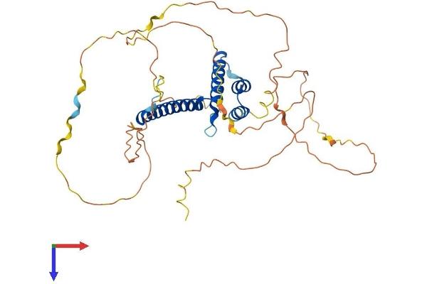 NEUROD2 Protein (AA 1-382) (His tag)