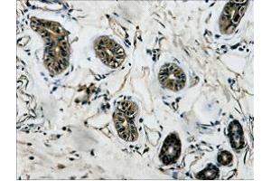 Immunohistochemistry (IHC) staining of Human Colon tissue, diluted at 1:200. (TUBB Antikörper)