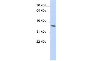 Western Blotting (WB) image for anti-Keratin 222 (KRT222) antibody (ABIN2459600) (KRT222 Antikörper)