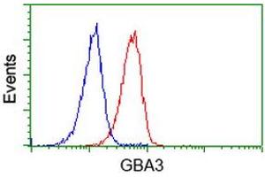 Image no. 2 for anti-Glucosidase, Beta, Acid 3 (Cytosolic) (GBA3) (AA 1-150), (AA 370-469) antibody (ABIN1490583) (GBA3 Antikörper  (AA 1-150, AA 370-469))
