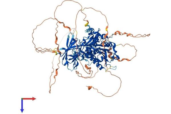 AGBL5 Protein (AA 1-886) (His tag)