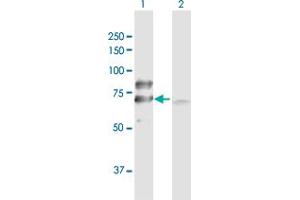 Western Blot analysis of DLAT expression in transfected 293T cell line by DLAT MaxPab polyclonal antibody. (DLAT Antikörper  (AA 1-647))