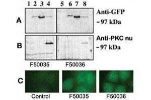 A. (PRKD3 Antikörper  (AA 352-384))