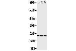 Western Blotting (WB) image for anti-Chemokine (C-C Motif) Ligand 1 (CCL1) (AA 80-96), (C-Term) antibody (ABIN3043171)