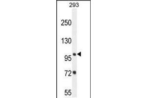 Western blot analysis in 293 cell line lysates (35ug/lane). (ZBTB10 Antikörper  (C-Term))
