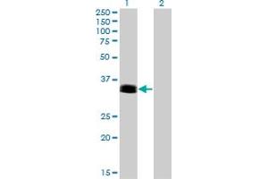 Western Blot analysis of PHOX2A expression in transfected 293T cell line by PHOX2A monoclonal antibody (M01), clone 4F6. (PHOX2A Antikörper  (AA 1-90))