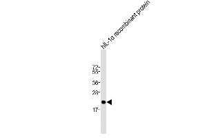 Anti-IL1A Antibody (Center) at 1:2000 dilution + hIL-1α recombinant protein Lysates/proteins at 20 ng per lane. (IL1A Antikörper  (AA 177-206))