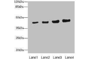 Western Blotting (WB) image for anti-Protein Phosphatase, Mg2+/Mn2+ Dependent, 1A (PPM1A) (AA 1-382) antibody (ABIN7165941)