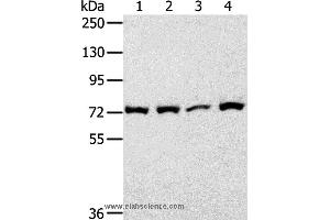 Western blot analysis of 293T cell, using CAPN1 Polyclonal Antibody at dilution of 1:450 (CAPNL1 Antikörper)