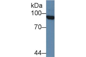 Mouse Capture antibody from the kit in WB with Positive Control: Human 293T cell lysate. (PML ELISA Kit)