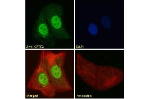 Immunofluorescence (IF) image for anti-CREB Regulated Transcription Coactivator 2 (CRTC2) (C-Term) antibody (ABIN5539499)