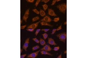 Immunofluorescence analysis of L929 cells using PREPL Polyclonal Antibody (ABIN7269561) at dilution of 1:100 (40x lens).