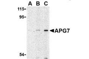 AP20056PU-N ATG7 antibody staining of L1210 cell lysate by Western Blotting at (A) 1, (B) 2 and (C) 4 μg/ml. (ATG7 Antikörper  (N-Term))