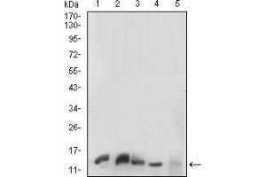 Western blot analysis using HH3 mouse mAb against K562 (1), C6(2),HEK293(3),PC-12(4) and NIH/3T3(5) cell lysate.