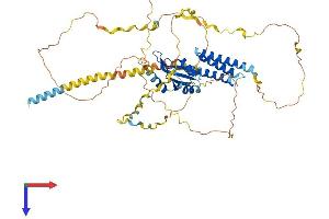 CPSF6 Protein (AA 1-551) (His tag)