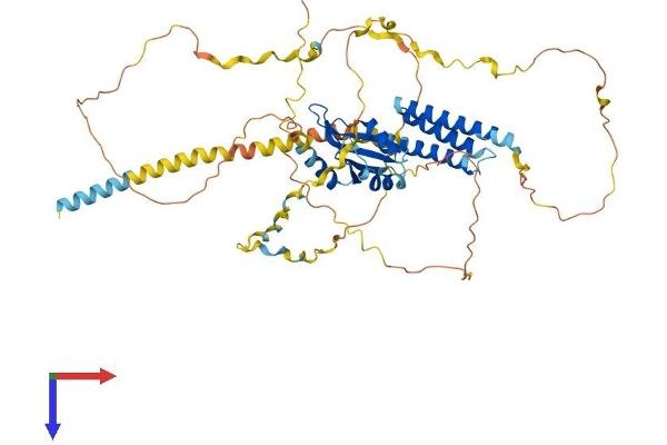 CPSF6 Protein (AA 1-551) (His tag)