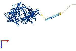 PHEX Protein (AA 1-749) (His tag)
