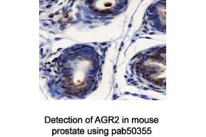 Image no. 2 for anti-Anterior Gradient Homolog 2 (Xenopus Laevis) (AGR2) (AA 50-100) antibody (ABIN363664)