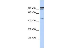 Host: Rabbit Target Name: INPP5J Sample Type: HepG2 Whole cell lysates Antibody Dilution: 1. (INPP5J Antikörper  (N-Term))
