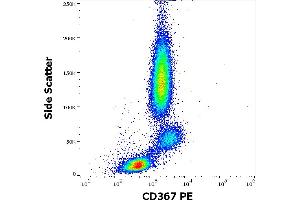 Flow cytometry surface staining pattern of human peripheral whole blood stained using anti-human CD367 (9E8) PE antibody (10 μL reagent / 100 μL of peripheral whole blood). (CLEC4A Antikörper  (PE))