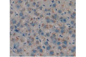 IHC-P analysis of Human Liver Tissue, with DAB staining. (Amphiregulin Antikörper  (AA 20-100))