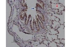Immunohistochemistry (IHC) image for anti-ORAI Calcium Release-Activated Calcium Modulator 2 (ORAI2) (AA 16-32), (Intracellular) antibody (ABIN7043414)