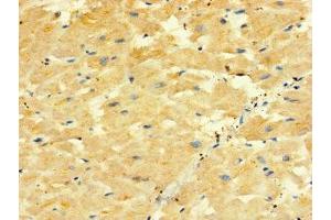 Immunohistochemistry of paraffin-embedded human heart tissue using ABIN7162280 at dilution of 1:100 (ORMDL2 Antikörper  (AA 64-153))