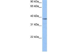 WB Suggested Anti-NUDC Antibody Titration: 0. (NUDC Antikörper  (Middle Region))