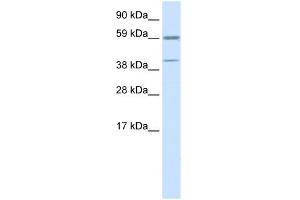 WB Suggested Anti-ATF4 Antibody Titration:  0.