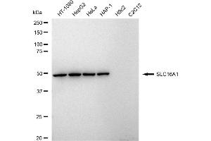 Western blotting analysis using SLC16A1 antibody (ABIN7800387).