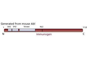 Image no. 1 for anti-C-Abl Oncogene 1, Non-Receptor tyrosine Kinase (ABL1) antibody (ABIN967410)