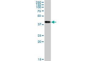 CKMT1B monoclonal antibody (M16), clone 2C9. (CKMT1B Antikörper  (AA 327-417))