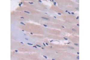 Used in DAB staining on fromalin fixed paraffin- embedded Kidney tissue (NOV Antikörper  (AA 156-351))