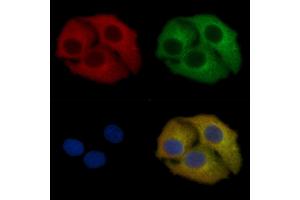 BID Mouse Monoclonal Antibody staining Hela cells by IF/ICC. (BID Antikörper)