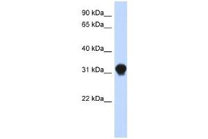 DNALI1 antibody used at 1 ug/ml to detect target protein.