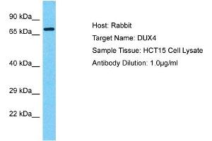 Host: Rabbit Target Name: DUX1 Sample Tissue: Human HCT15 Whole Cell  Antibody Dilution: 1ug/ml (DUX4 Antikörper  (Middle Region))