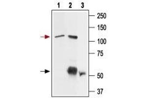 Immunoprecipitation of rat basophilic leukemia (RBL) cell lysate: - 1.