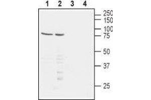 Western blot analysis of human Jurkat T-cell leukemia (lanes 1 and 3) and human  chronic myelogenous leukemia (lanes 2 and 4) cell lysates:1,2. (Poliovirus Receptor-Related 1 (Herpesvirus Entry Mediator C) (PVRL1) Peptid)