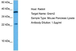 Host: Mouse Target Name: GREM2 Sample Tissue: Mouse Pancreas Antibody Dilution: 1ug/ml (GREM1 Antikörper  (Middle Region))